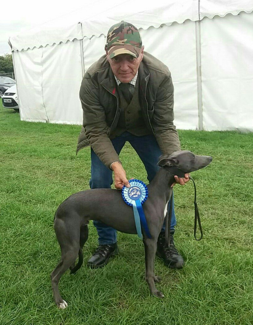 penny meadow whippets