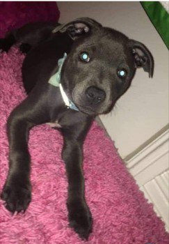 millypod1's tweet photo. ๐19 Feb 2019. SKYE #Lost #STOLEN? #ScanMe
Blue /White Staffordshire Bull Terrier #PUPPY Female
Honeygreen Road #Linlathen #Dundee #Scotland #DD4
#DD1 #DD2 #DD3 #DD5
https://t.co/9tIjYvr8E1 https://t.co/M0NuAIHovR