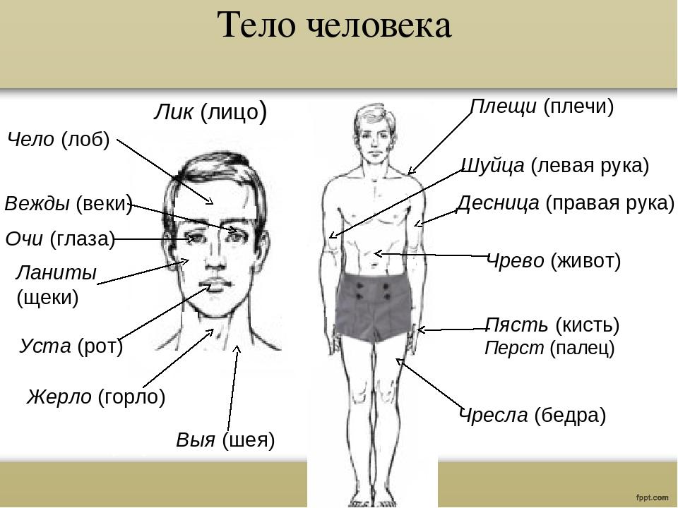 Вый про. Древнерусские названия частей тела. Части тела человека названия. Название частей тела на старославянском. Части тела на древнерусском языке.