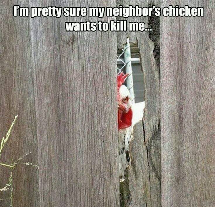 bigskylass777's tweet image. LOL! Ooops! 😂
#chickens #roosters #chickenhumor #humor