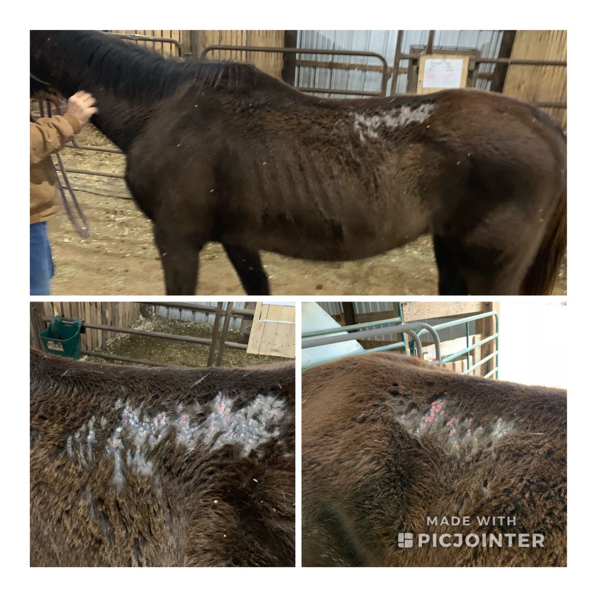 safehvnrescue's tweet photo. Did you know rain rot sometimes called rain scald is one of the most common things we see when rescuing a horse? Want to learn more about rain rot and how to prevent it? Read about it here: https://t.co/3QzFyH1lDC #horserescue #rainrot #horses https://t.co/WbrzQAAl4J