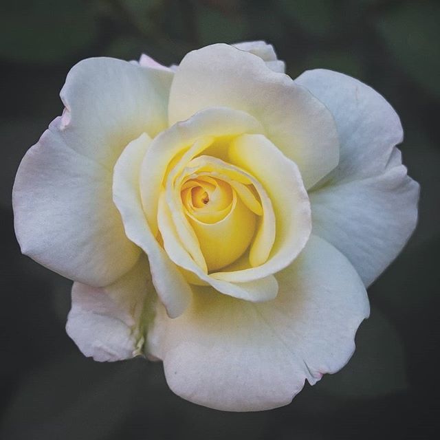 Syed Fahad Bin Haque (@syedfahadbin) on Twitter photo  Syed Fahad Bin Haque (@syedfahadbin) on Twitter photo