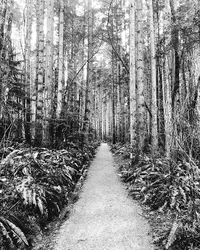 powerstills's tweet photo. Seal Bay nature park .
.
.
.
#sealbayconservationpark #awalkinthewoods #islandlife #comox #comoxvalley #blackieapp https://t.co/YLXY0GKVBC https://t.co/NFHzy6IMII