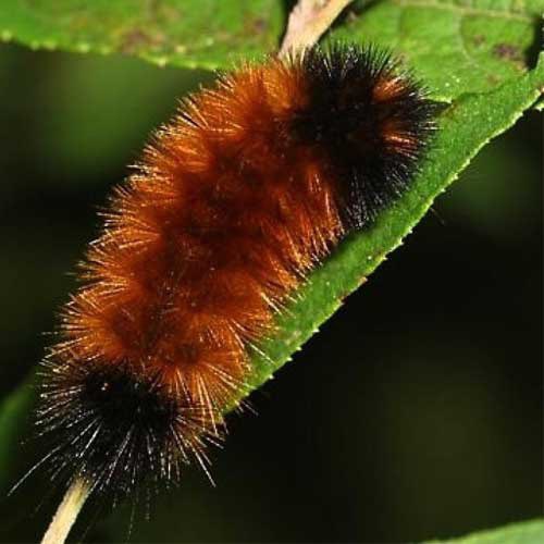 ChristianBradow's tweet photo. Ozuna’s new pet is cute!  Has anybody told him it will become a moth eventually?
#woollybear https://t.co/R69OD6UahL