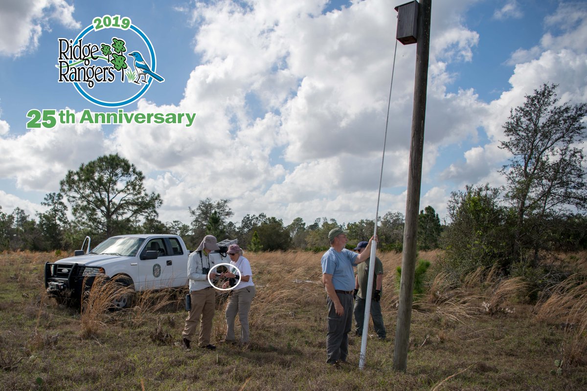 RidgeRangers's tweet photo. Today at FWC Platt Branch: Ridge Rangers use a remote viewing system to view inside a Kestrel Nest Box to check for occupancy before using a ladder to do box maintenance.  The threatened Southeastern American Kestrel starts nesting in April … getting their nest boxes ready!! https://t.co/9vfhKwjmqI