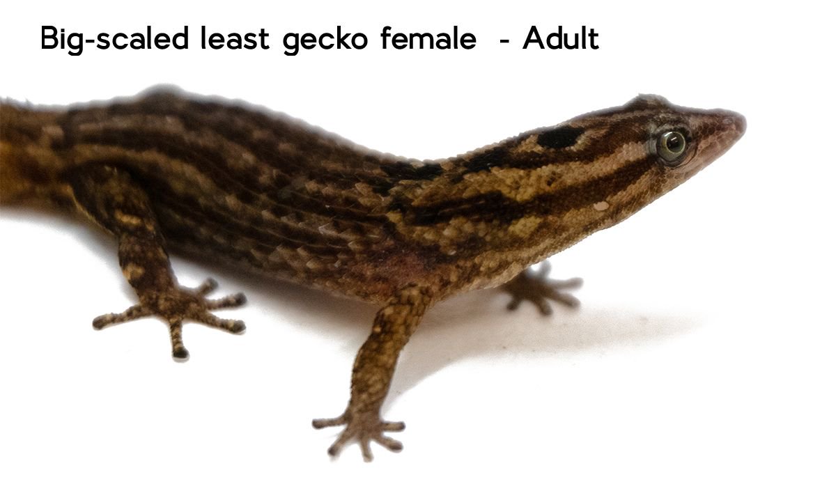 If you're interested in breeding your own Big-Scaled Least Geckos then you might want to buy yourself a sexed pair. We have a limited amount available here: buff.ly/2NnRU2I