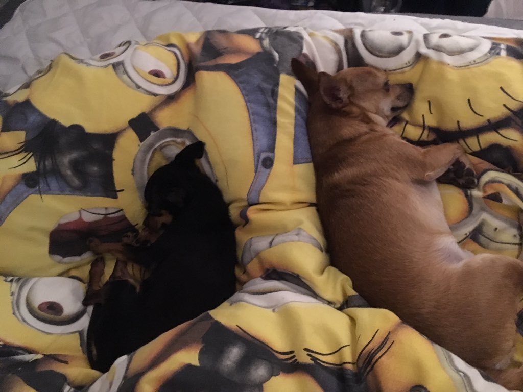 Ted37333467's tweet photo. @ChrisBowers78 Yessssss🥰 and now, they have grown soooo big 😭😂 But still cute 🥰🐕❤️ https://t.co/T4HfnqeEJ1
