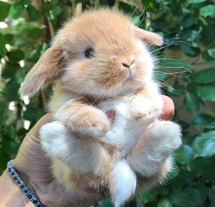 RabbitsRealm's tweet photo. https://t.co/CZGfg8dO5j