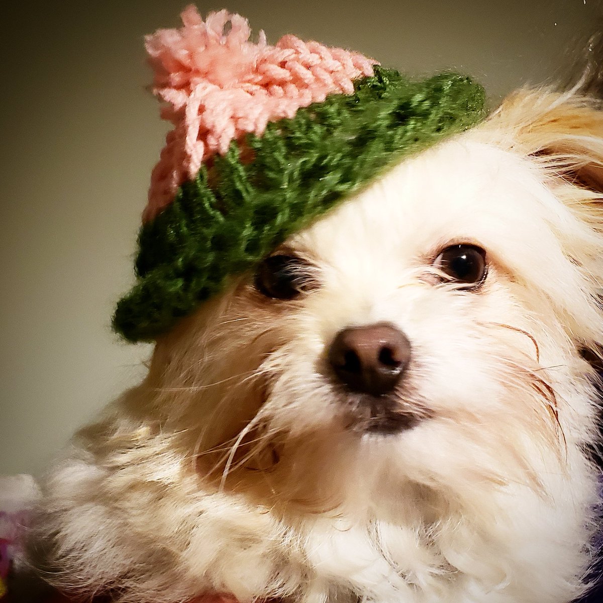 FinnowMinnow's tweet photo. Sister made me a hat. I think that makes me a #hipster now. What do hipster dogs do? Ironically chase squirrels? https://t.co/NWMnyQzJFr