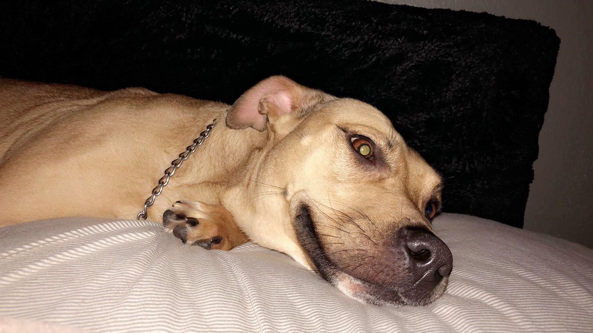 haveeen_leee's tweet photo. Post your puppy. #pitbreed ππ my pretty princess https://t.co/VtXa6o7Cvd