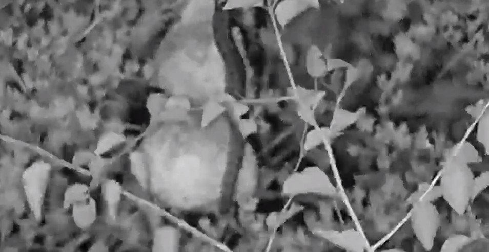 noDWI's tweet photo. snake making it's way into a double decked weaver's nest at Kwa. #wildearth  At #Kwa  see it live @wildearth https://t.co/N9suqhav23 #safariLIVE https://t.co/Am75ar6IPx