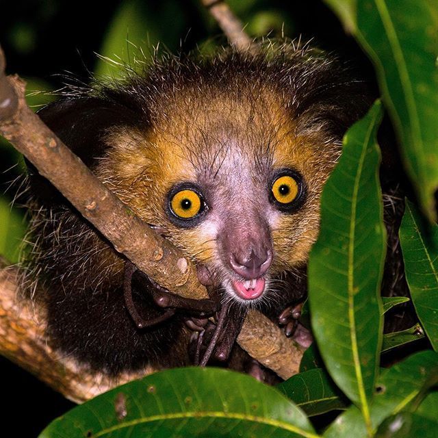 zapapics's tweet photo. One of the worlds most iconic, amazing, rare, ugly and beautiful animals. The Aye-aye! I always, as a nature photographer, dreamed of taking this picture!
#animalelite #ig_shotz_animal #lemur #sifaka  #primates  #africanwildlife  #african #africa #madaga… https://t.co/RWOd4zABU2 https://t.co/BKL5JuAkuM