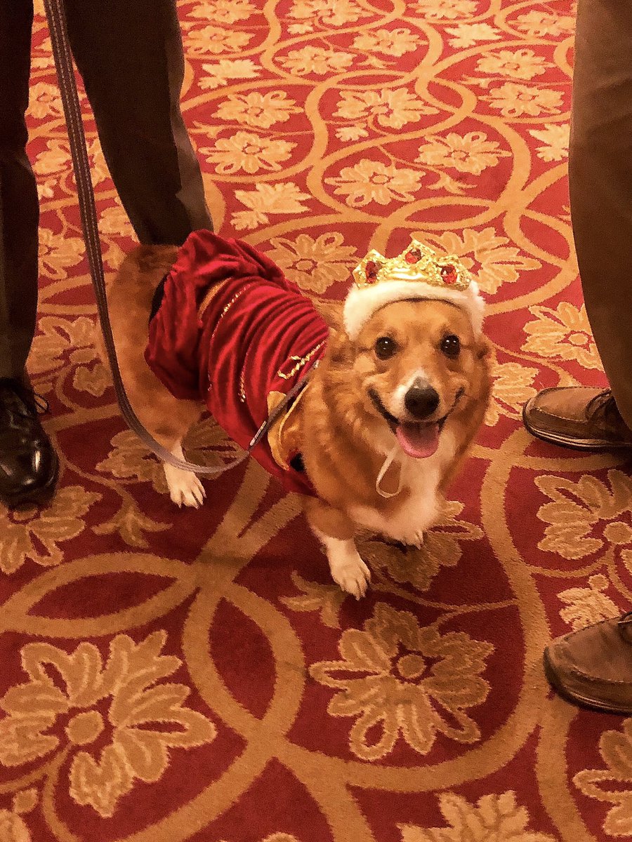 BeardandBroad's tweet photo. His royal highness, Murray Pup๐ถ๐ #JBB28 #partnersCLE @playhousesquare https://t.co/CrYUyrjpbt