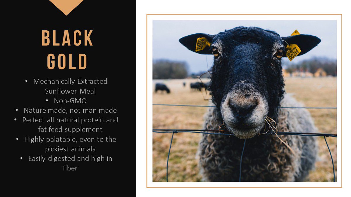 cmsunflowers's tweet photo. It’s not all about the oil...🌻
We’ve got top-notch feed for all your livestock, too!🐖🐐🐑🐂🐄🐓 https://t.co/qil9AgbmNW