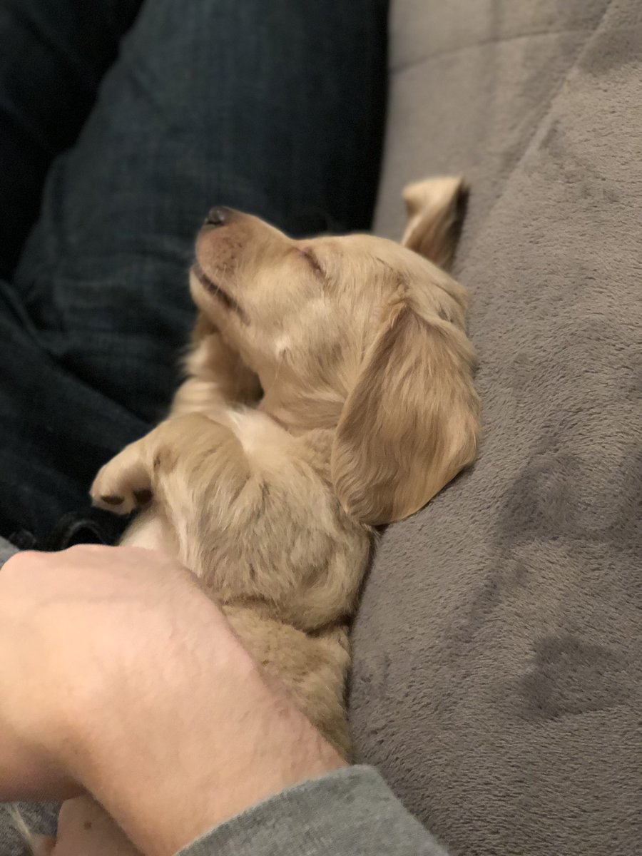 blhunter013's tweet photo. Welcoming the newest and sleepiest puppy to the Peterson family. https://t.co/yD1FBvdJVa