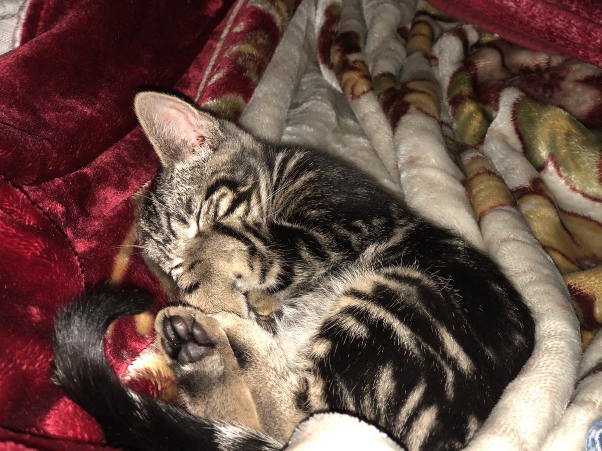 HeyMarga_'s tweet photo. wHo WaNtS tO SeE mY cAt ?¿?¿ https://t.co/KwDvGqbX4z