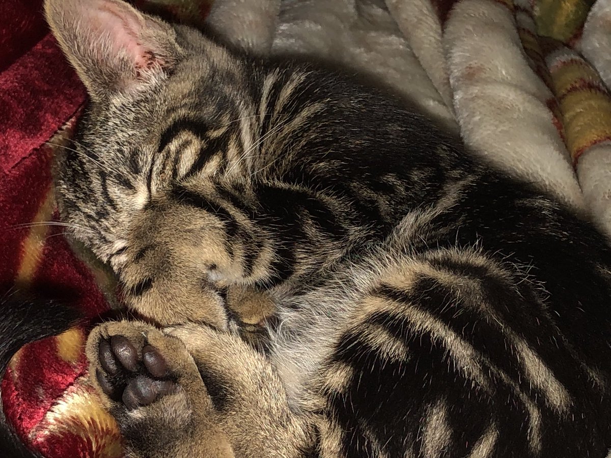 HeyMarga_'s tweet photo. wHo WaNtS tO SeE mY cAt ?¿?¿ https://t.co/KwDvGqbX4z