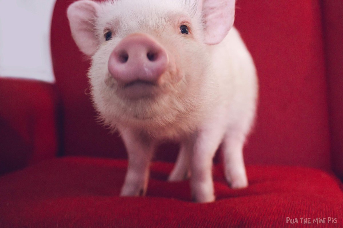 Everything You Need to Know to Care for Mini Pigs, image size:1200x799