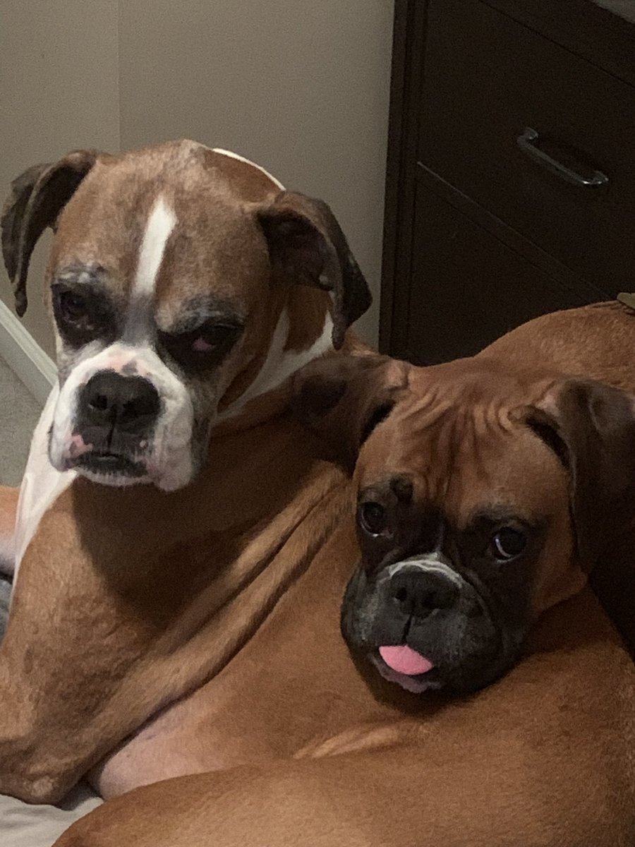 My loves!!💕🐾 #lola #juno #weloveboxers