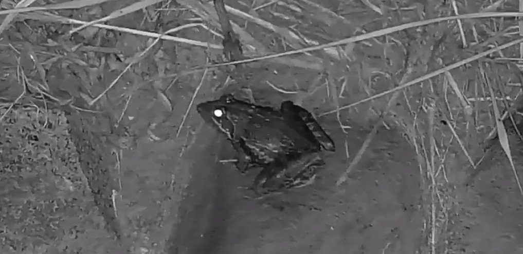 noDWI's tweet photo. #Frog At #Kwa  see it live @wildearth https://t.co/N9suqhav23 https://t.co/DjH7DfoEqa