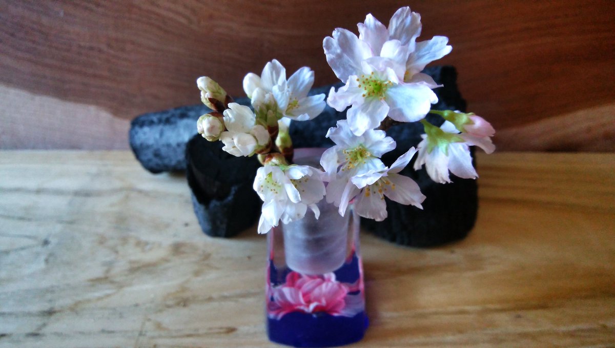 mankyu320's tweet image. 家中が桜～🌸
蕾が大きくなってくるのが楽しい(´▽｀)
筑北村の桜です👍
#桜#啓翁桜