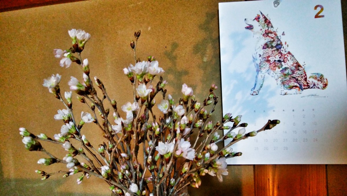 mankyu320's tweet image. 家中が桜～🌸
蕾が大きくなってくるのが楽しい(´▽｀)
筑北村の桜です👍
#桜#啓翁桜