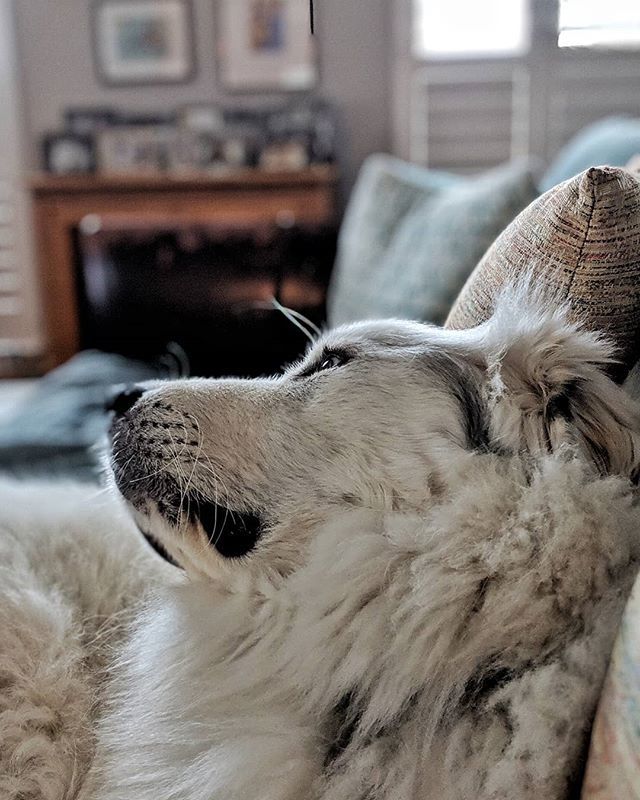 PaperFreckles's tweet image. Emo floofer. ift.tt/2TisMiW