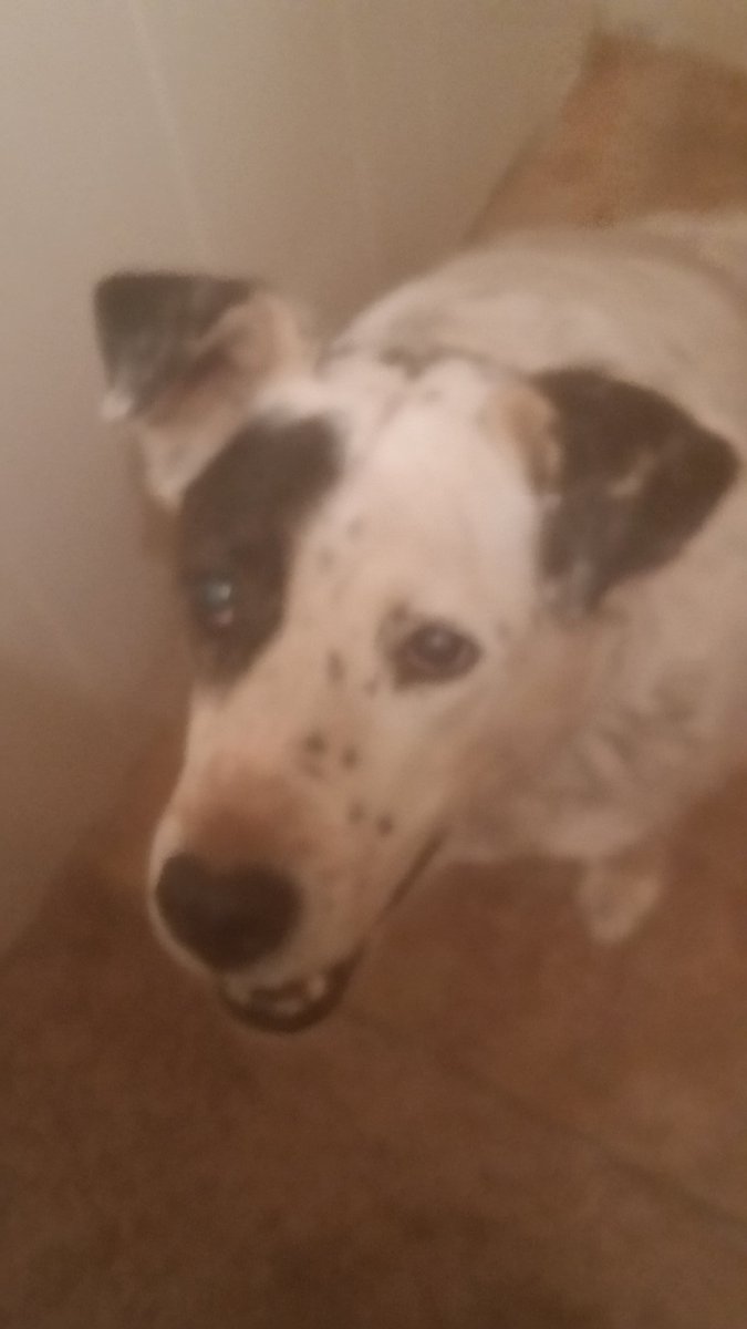 EyeFlutterby's tweet photo. @LivePdFans @danabrams @TomMorrisJr1 @officer_jill @MikeMuscutt @JakeMorris186 @CurleyWpd @CampDonny @FCSO_S6 @fcsok92 @lt_gray @SheriffChody @Bifflawson Watching in #NM505 with my guard dogs 👍🐕👊!! #LivePD https://t.co/8XP2z6aQmH