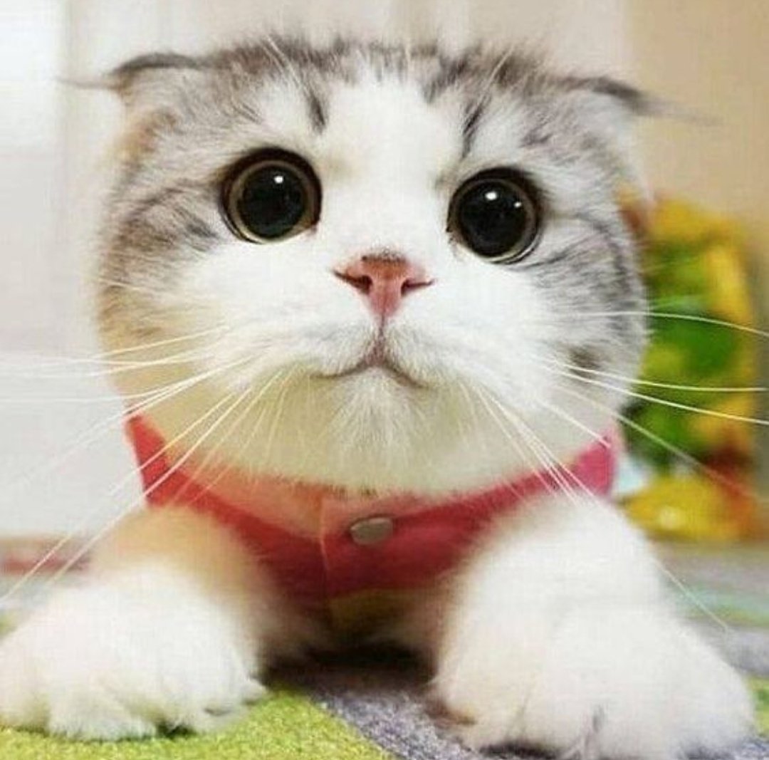 Милая кошка