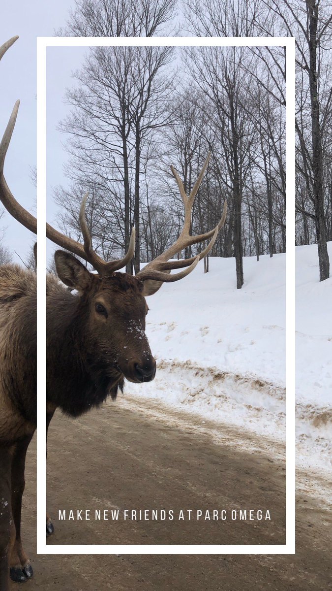 20YS's tweet image. Have you been to @parcomega? 🦌

Discover many species of wild animals living free in their natural habitat!

Located in #Montebello #Quebec, #ParcOmega is a unique concept- you can get up close to the animals from the comfort of your own car! ♥️
#ottawa #myottawa #OutaouaisFun