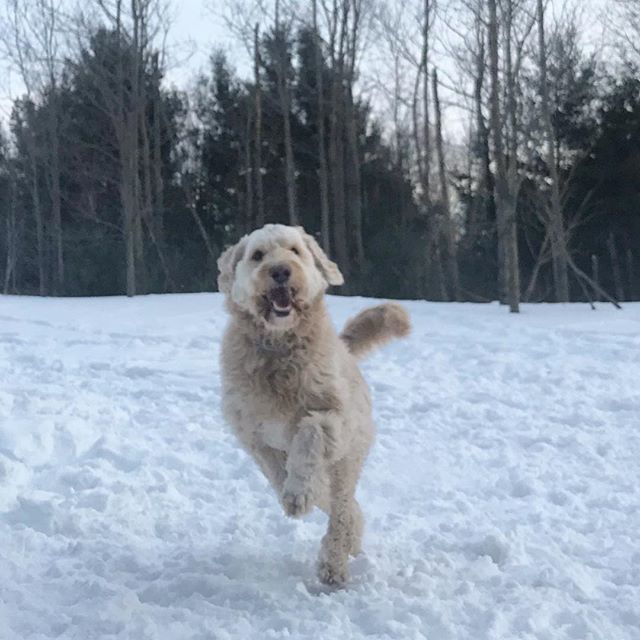 TheyWalkDogs's tweet image. My niece Rosie #partyin at Bruce Pitt in Ottawa #theywalkdogs ift.tt/2tAGmA3