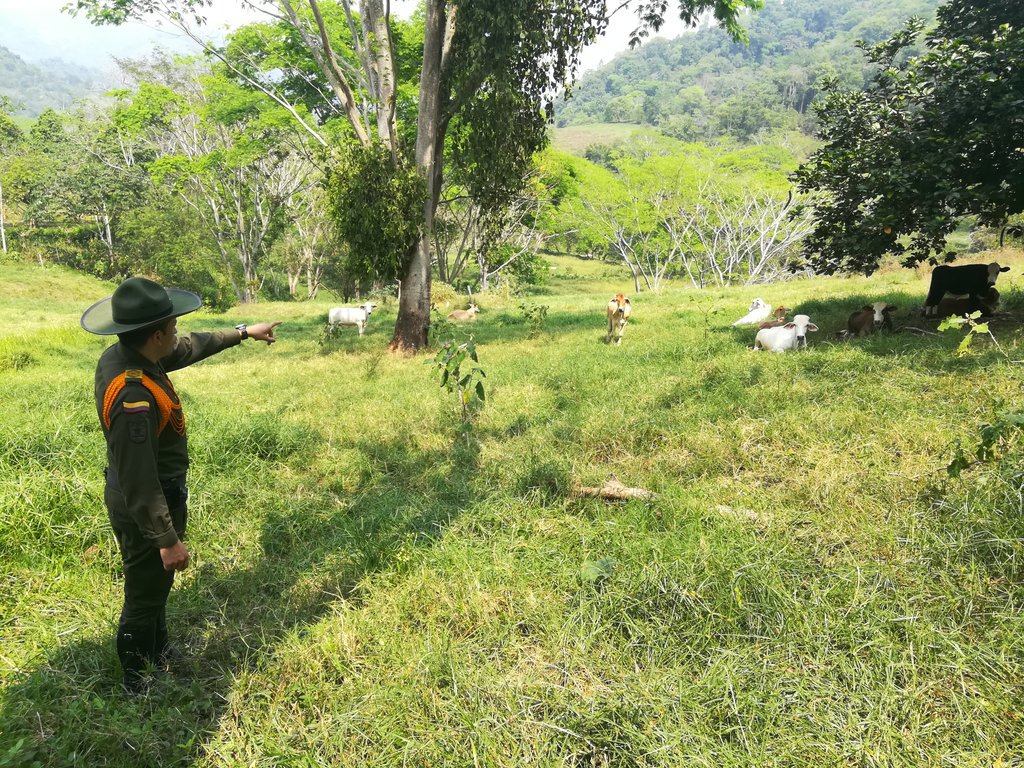 PaezWalther's tweet photo. #elplayon
#carabineroscol
Seguimos afianzando la seguridad rural,  comprometidos  con la prevención finca a finca de hurto en todas sus modalidades
#sisersomostodos https://t.co/MCyz3ceZwe