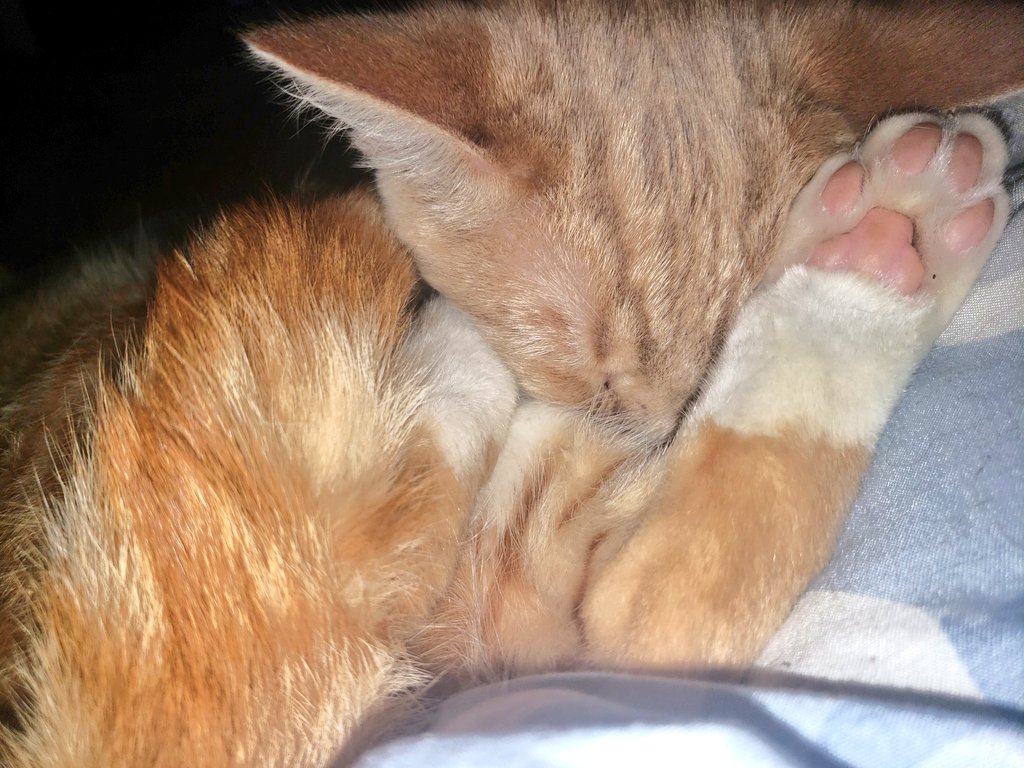 Tencat_'s tweet image. Bean toes! #tencatlove