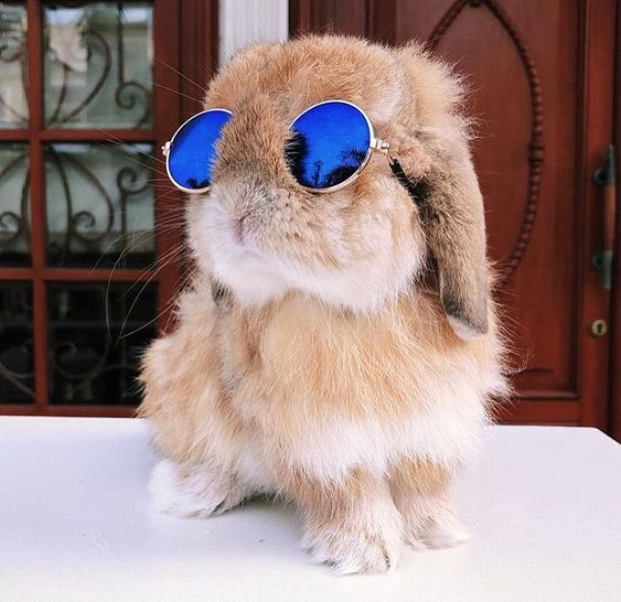 CxwzKeys's tweet photo. It's not easy being a bunny, guys 🐰
I used a bunny pic as a reference because Dorian is obviously a bunny
#DetroitBecomeHuman #dbhAP700 #AP700 #PinkDorianDBH https://t.co/y74MN9mJPn