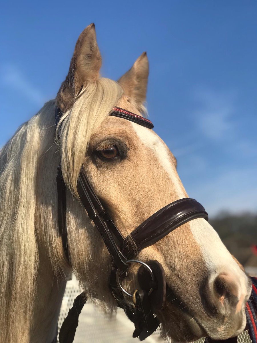 StampedeEq's tweet photo. Foggy morning perhaps a beautiful sunny day like yesterday! Beautiful Cruise yesterday blue sky’s February ! 🇬🇧#GoodVetGuide #HorseChatHour #HorseHour #EquineHour https://t.co/vjP7EgyVA6