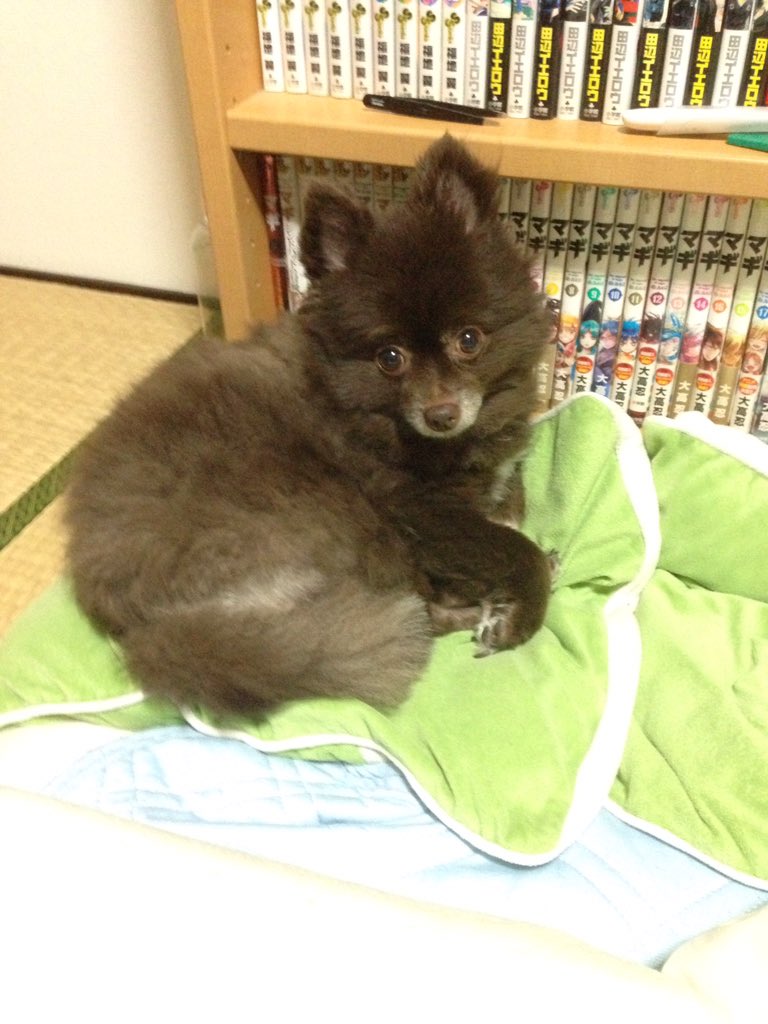 愚鈍 飼っているポメラニアンがカットから帰ってきたら違う動物になっていたシリーズ こぐま 子柴犬 ライオン たぬき 子ヤギ New 愚鈍 飼っているポメラニアンがカットから帰ってきたら違う動物になっていたシリーズ こぐま 子柴犬 ライオン たぬき 子ヤギ New