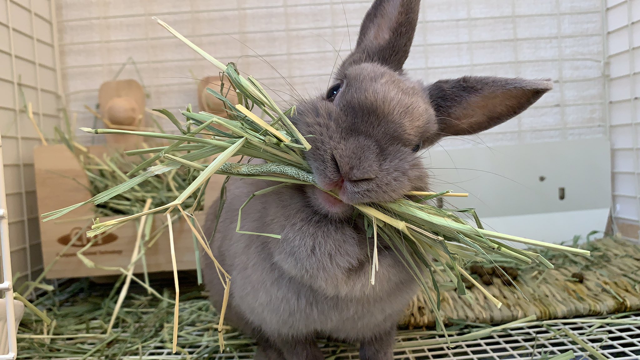 うさぎの斜頸 Twitter Search Twitter