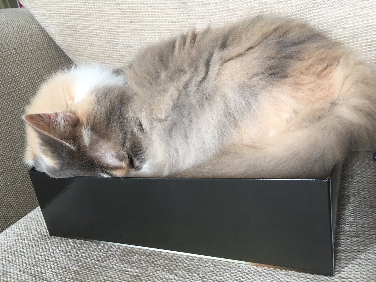 LisaGutwein1's tweet photo. Happy #CatBoxSunday https://t.co/X5y3IkS4Uc