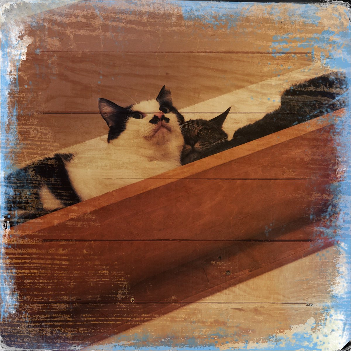 obi_wan_eclipse's tweet photo. Freezing together... #猫式 #cat #ShotoniPhone #Foxy #Maple1880 #Hipstamatic https://t.co/m7z83tnVMr