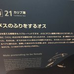 メスになりすますオスの魚!Twitterにもたくさんいるよね!