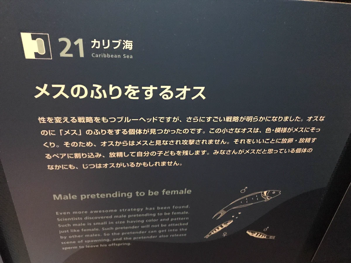 メスになりすますオスの魚ｗｗｗTwitterにもたくさんいるよねｗｗｗ