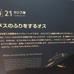 メスになりすますオスの魚!Twitterにもたくさんいるよね!