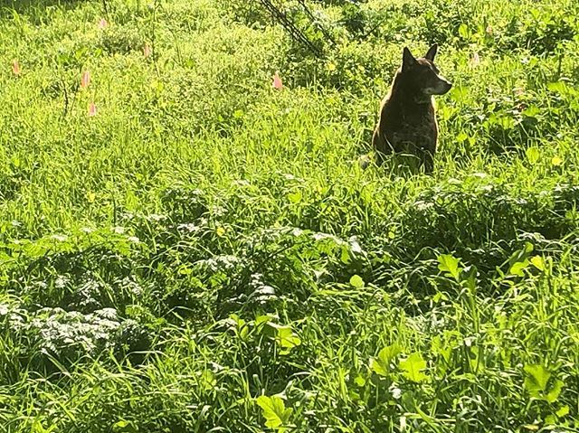 GoodDogHazel's tweet photo. Gopherville. https://t.co/owhiOSt3JV #dogs #dogsoftwitter #acd https://t.co/mV0c0o1W40