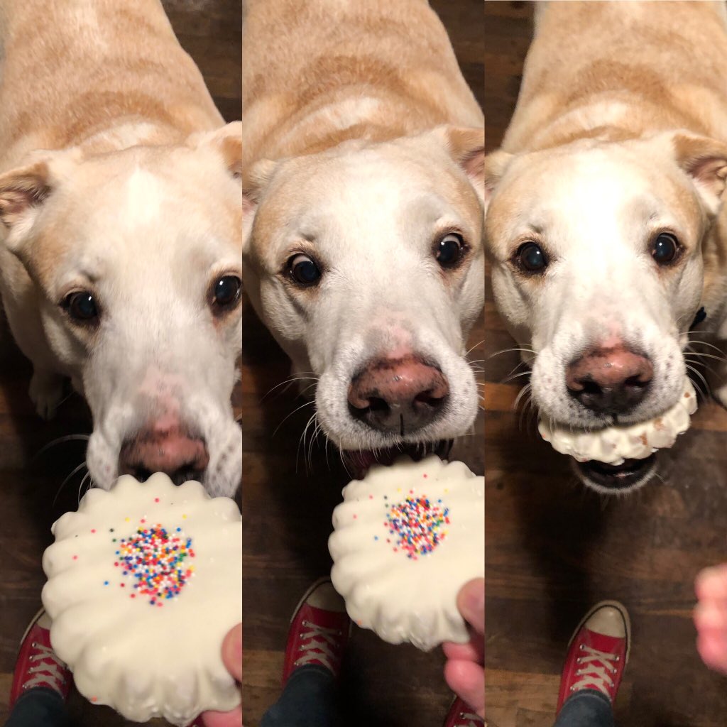 Romulus Gets a Cookie 🍪 #romulusthepittymix #gimmeacookie #mine #adoptdontshop #flopdontcrop #americanstaffymixofatlanta