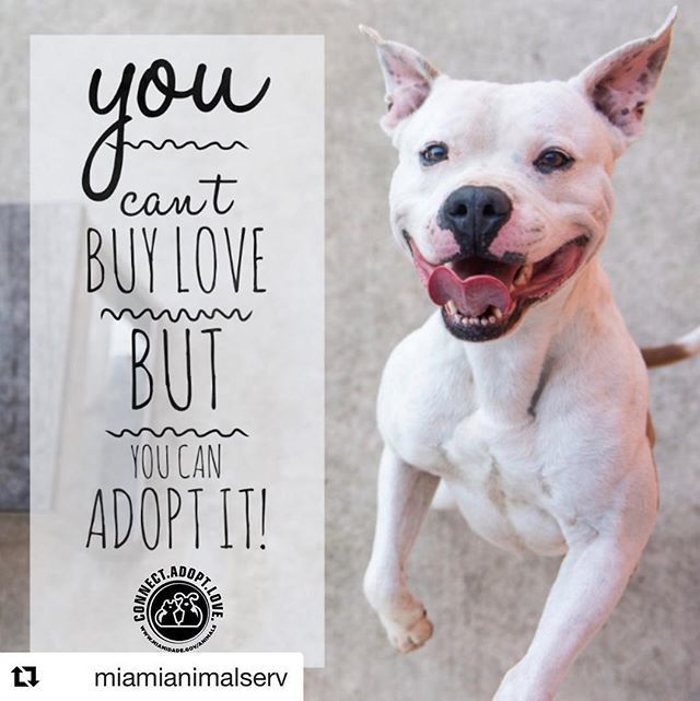 Lourdes_DelRio's tweet photo. #Repost @miamianimalserv with @get_repost
・・・
Stop by and find your perfect match! Our #ASDPets can't wait to meet you!
#miamidadecounty #connectadoptlove #petstolove #asdpets #adoptdontshop https://t.co/lvFuyujy7m https://t.co/PnbQh8oihW