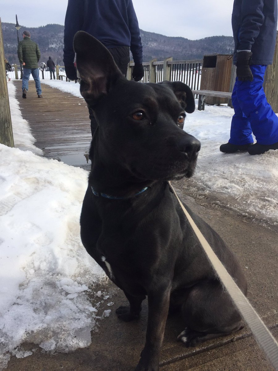 PetCarePartner's tweet photo. Lots of obedience training today ... #dogtraining #dogs https://t.co/q6qB9cHMhB