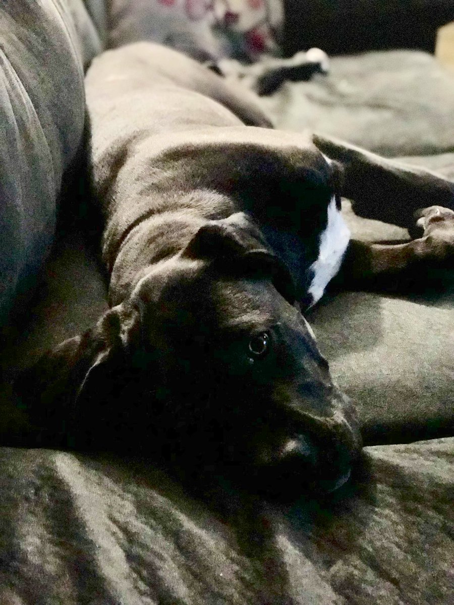 Hooligan_Chad's tweet image. Our sweet girl Mira #canecorso