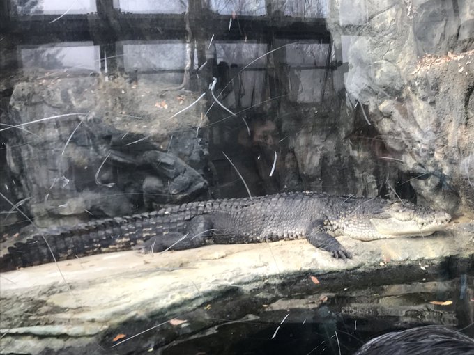 ワニのtwitterイラスト検索結果 古い順