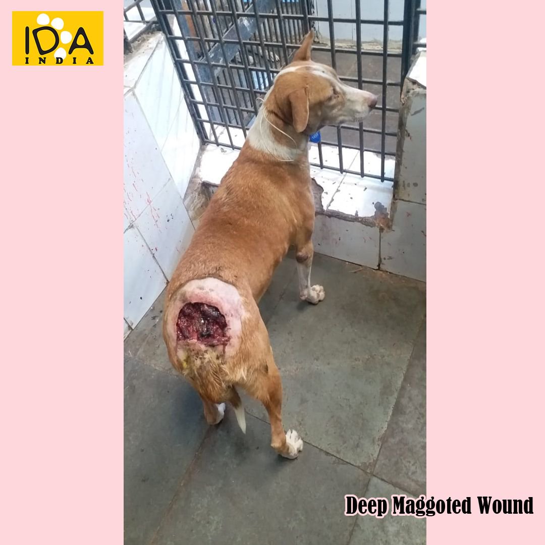 IDA_India's tweet photo. On 1st January 2019, this #badlyinjureddog was brought to #IDAIndia #Turbhe Centre for #deep #maggoted #wound #treatment. After #Maggottreatment wound on tail #healed completely. He was released after the #Vet declared him #fit. #Donate For #PoorAnimal - https://t.co/56qfEcUmqo https://t.co/qSRwuhBofG