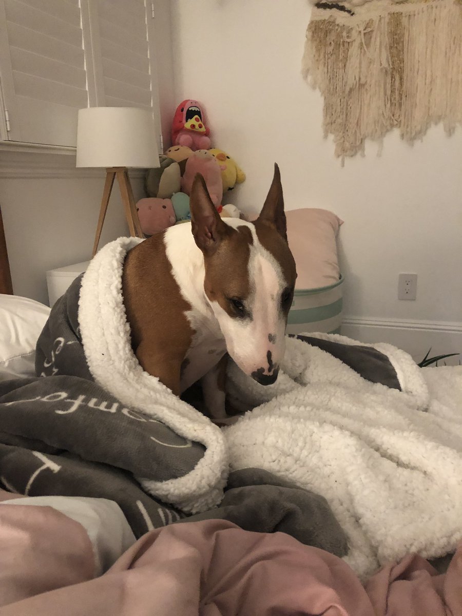 laurDIY's tweet image. look at this sad pup who can’t zoom my heart is shattered